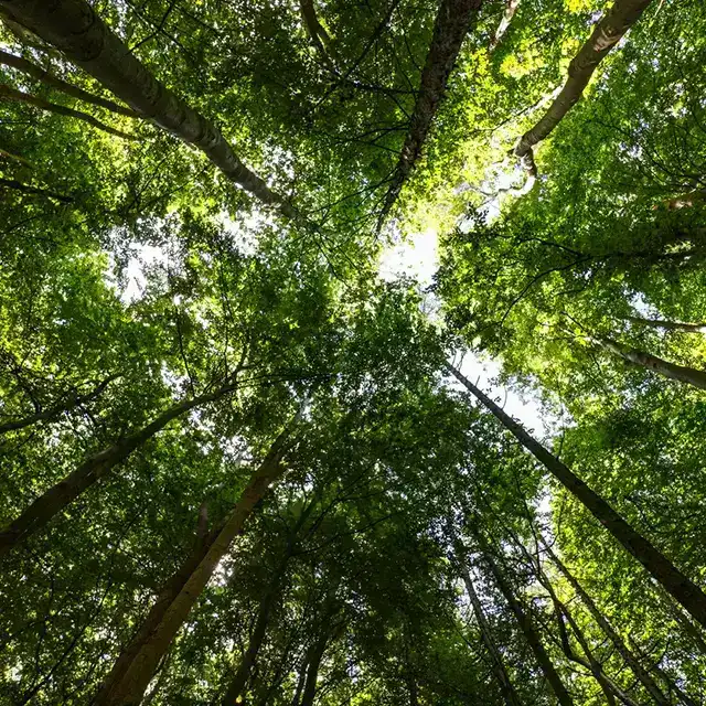 Low angle shot of tall Pine trees in a forest