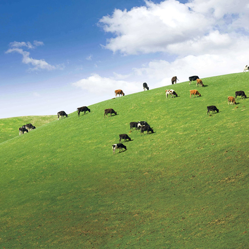 Group of cows grazing in an open field