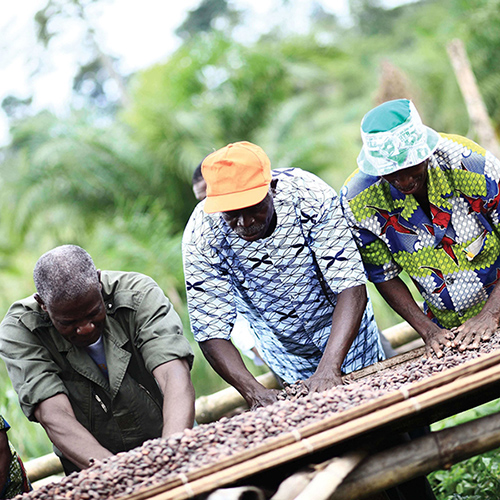 Three men sorting cocoa beans