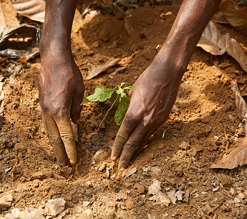 Hands of a person planting a small tree