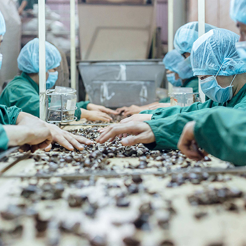 Workers in overalls sorting raw materials