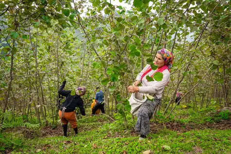 Farmers picking up produce