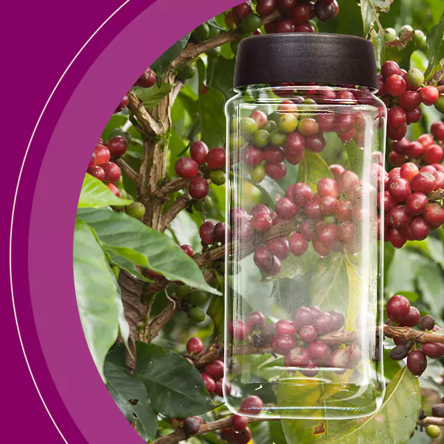 close up shot of coffee jar berries