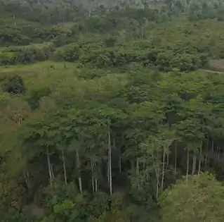 Forest landscape from Ghana