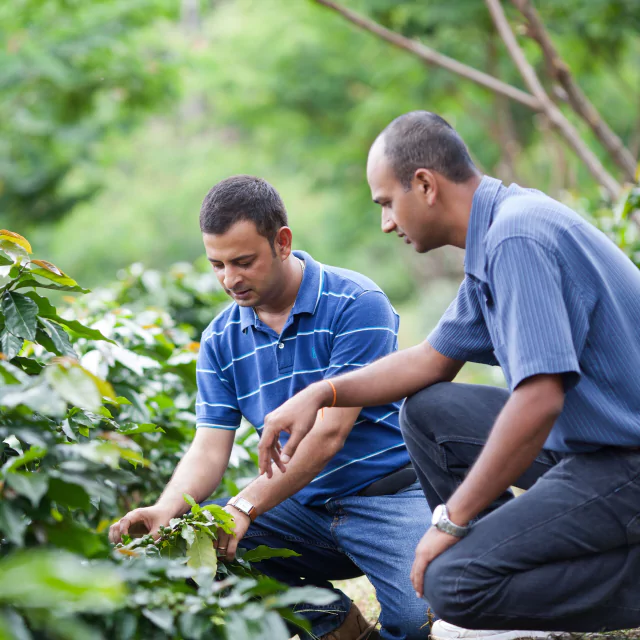 Two men kneeling and inspecting a plant