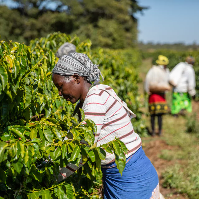 Close up shot a female farm worker harvesting from a plant