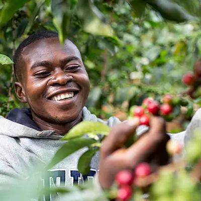 Man picking red berries from a bush