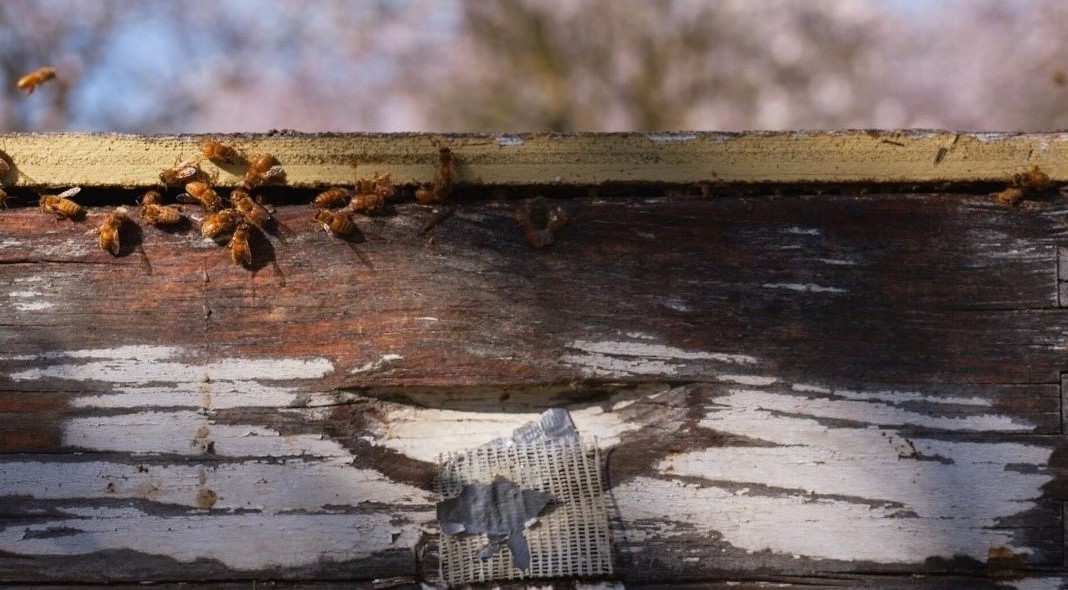 Close up shot of a white hive body with bees crawling over it
