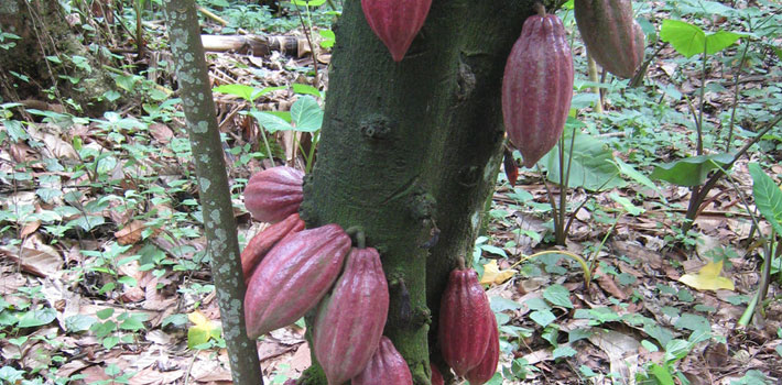 Cocoa pods hanging on cocoa tree