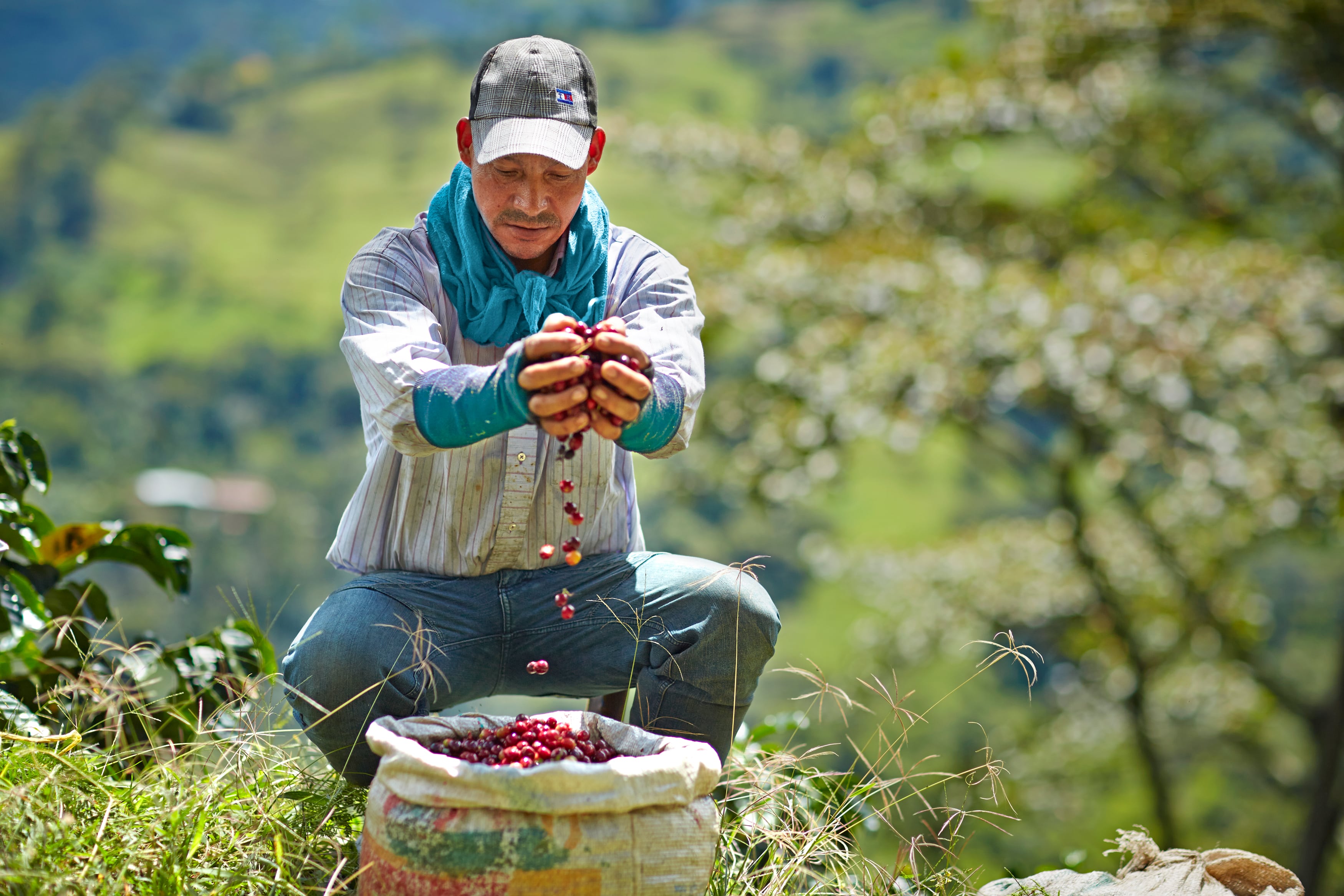 Man squatting in front of burlap sack sifting through red coffee seedlings