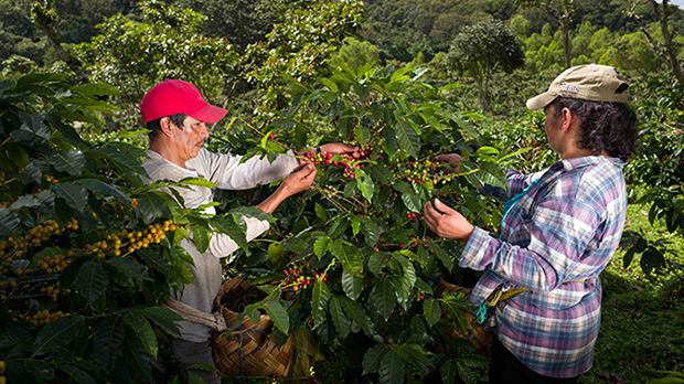 Group of farm workers picking coffee beans