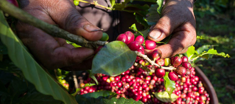 Hands picking red coffee beans