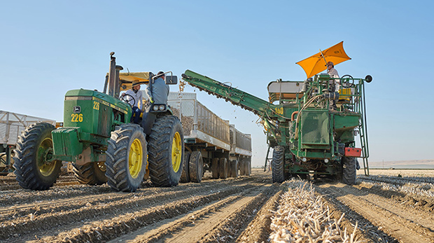 Modern heavy AI operated forager machine at work