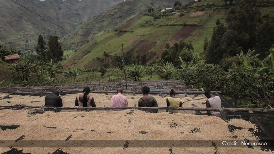 Behind shot of 6 people sitting onto of a hill sorting seeds