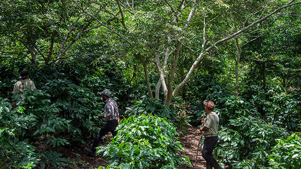 Two men in a green forest