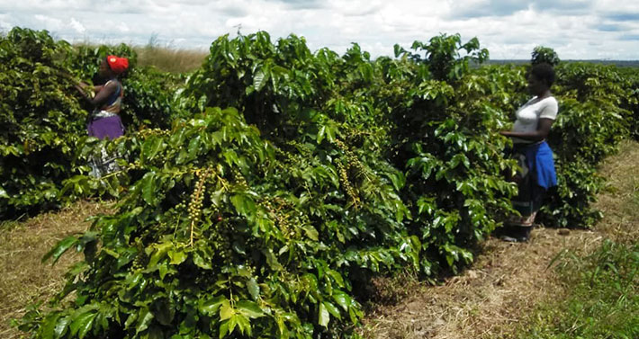 Two woman harvesting on a plantation