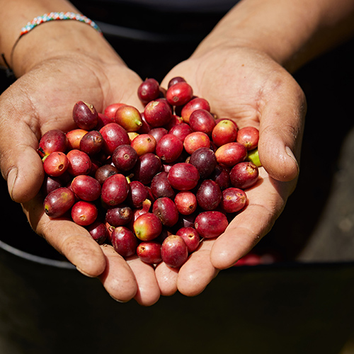 Person holding a bunch of red coffee beans inside the palms of both hands