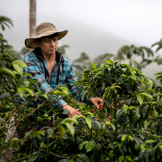 Woman wearing a hat picking red coffee beans from coffee bush