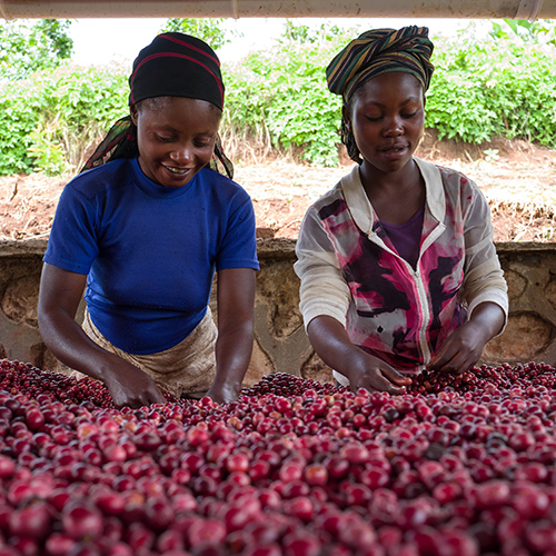 Two woman sorting red coffee beans