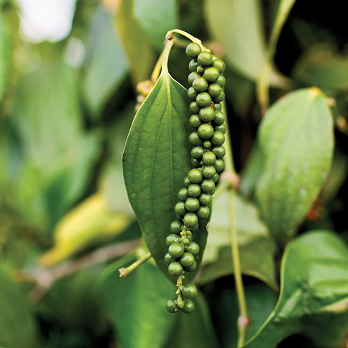 Close up shot of a pepper plant