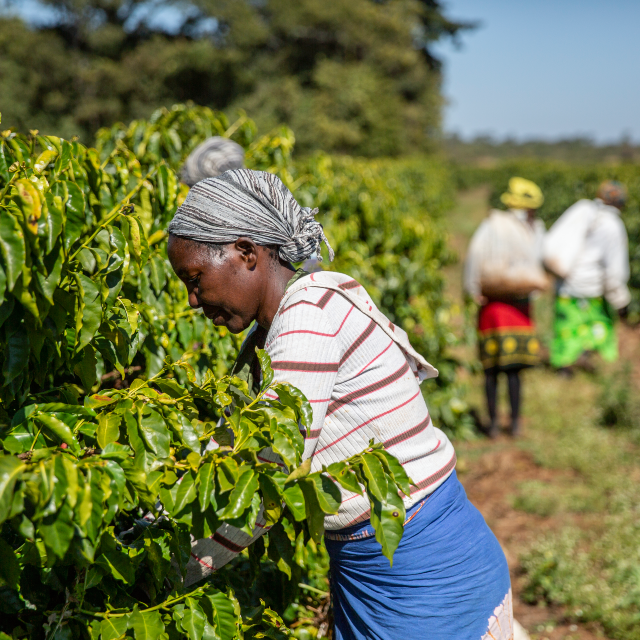 Close up shot a female farm worker harvesting from a plant