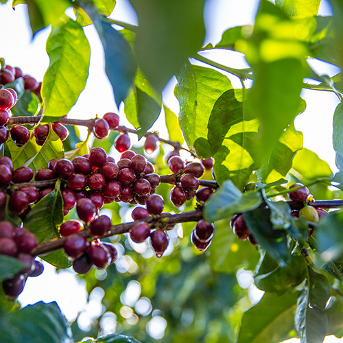 Close up shot of red coffee beans