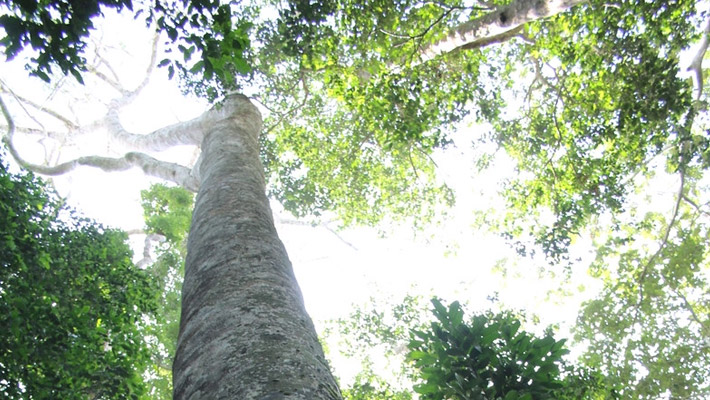 Below shot of tree trunk