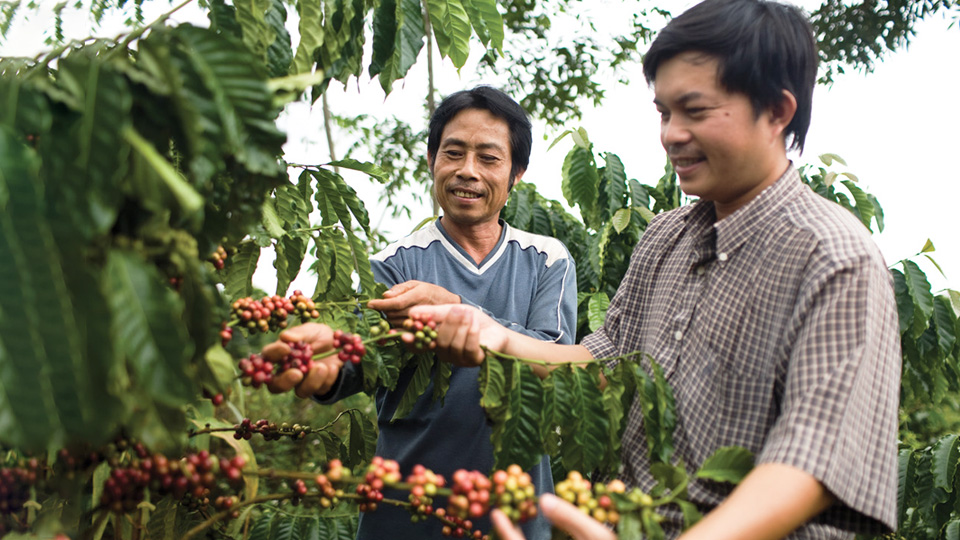 Two men harvesting red coffee beans from a coffee bean plant