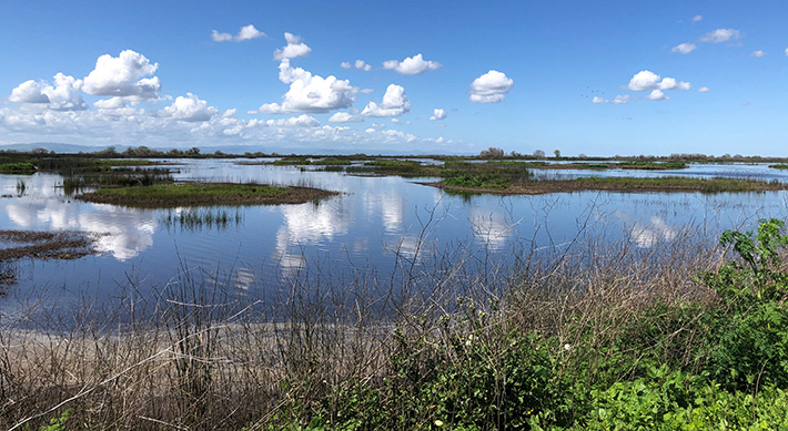 Landscape photo of wetlands in California