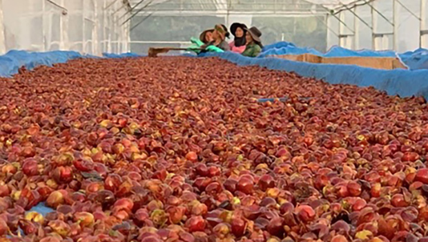 Wet cascara on a conveyer belt