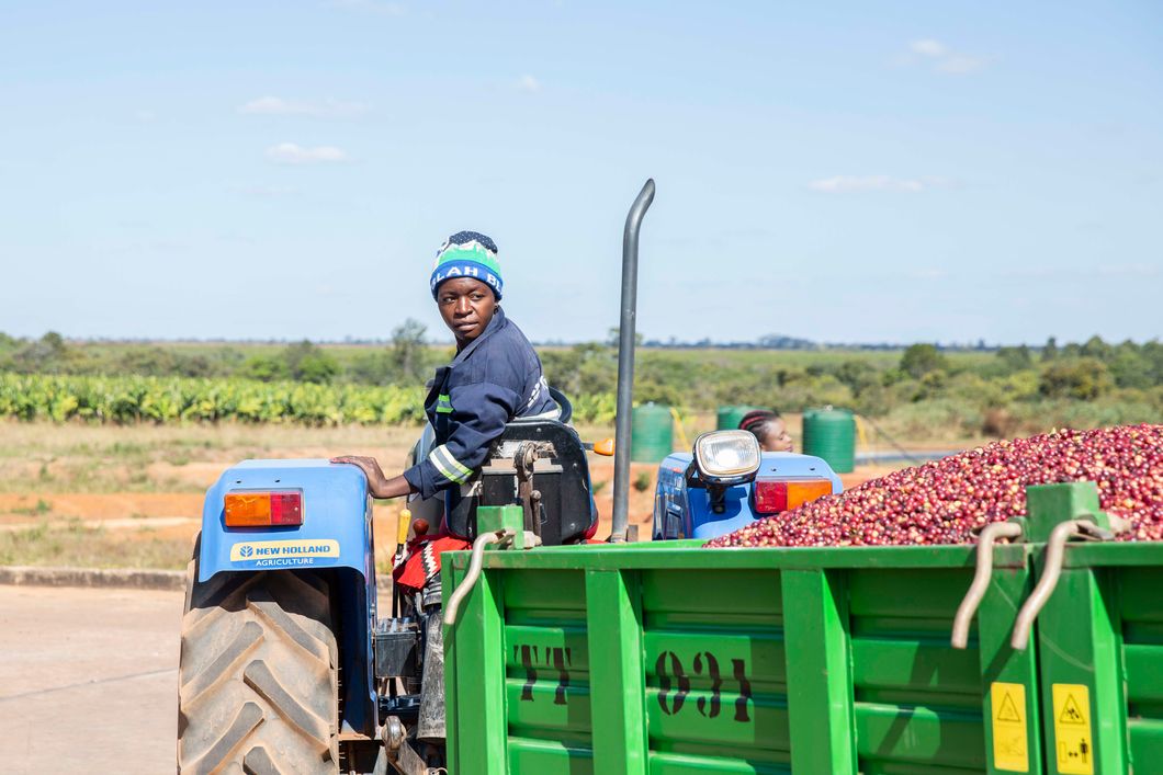Female farm worker driving a tractor filled with red coffee beans