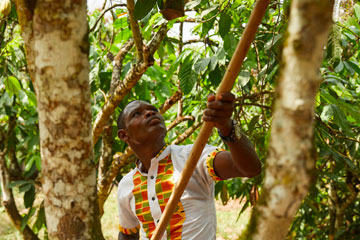 Man harvesting something from a tree using a stick