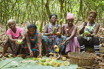 Group of woman sitting on the ground working together and cracking open cocoa pods