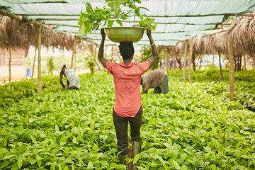 Woman carrying a pot plant on her head inside a warehouse filled with plants