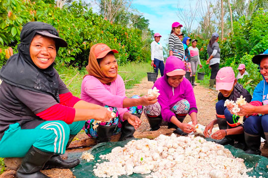 Group of female farm workers sorting garlic cloves