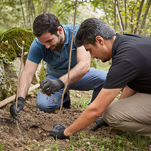 Two men planting a small tree