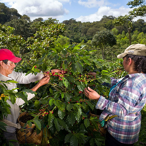 Two farmers harvesting red coffee beans from a coffee bean plant
