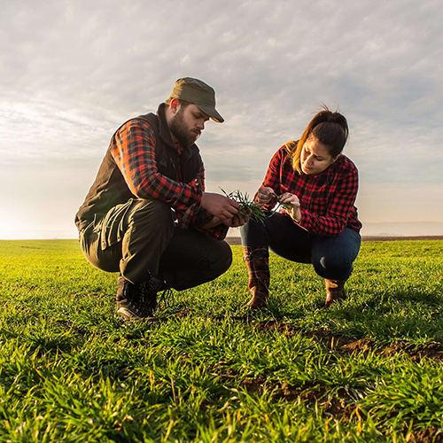 Man and woman kneeling and inspecting crops