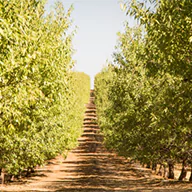 Almond trail