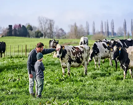 A child and a man on a field, surrounded by cows