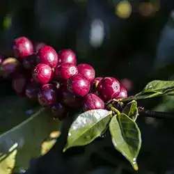 Close up shot of a Coffee bean plant