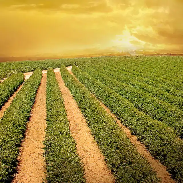 Open field with rows of green crops