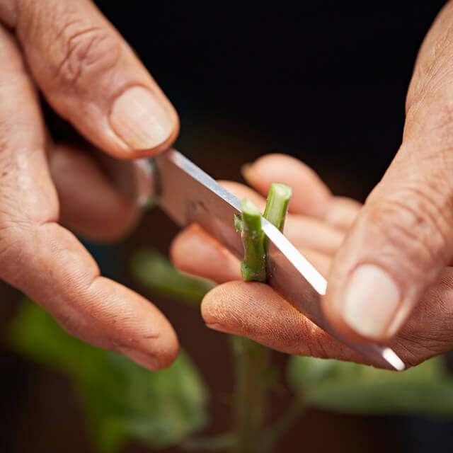 Person cutting a plant stem through the middle with a knife