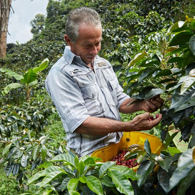 Man inspecting red coffee plant