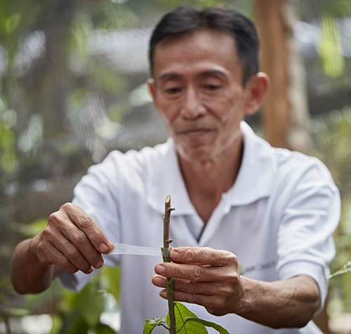 Man tying sellotape around a plant branch