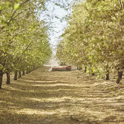 Scenic shot of an almond orchard
