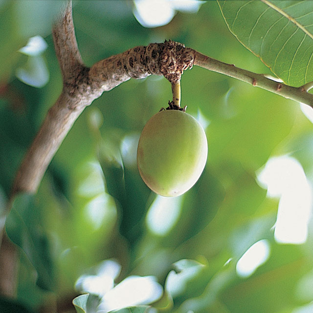 Close up shot of a unripe almond fruit