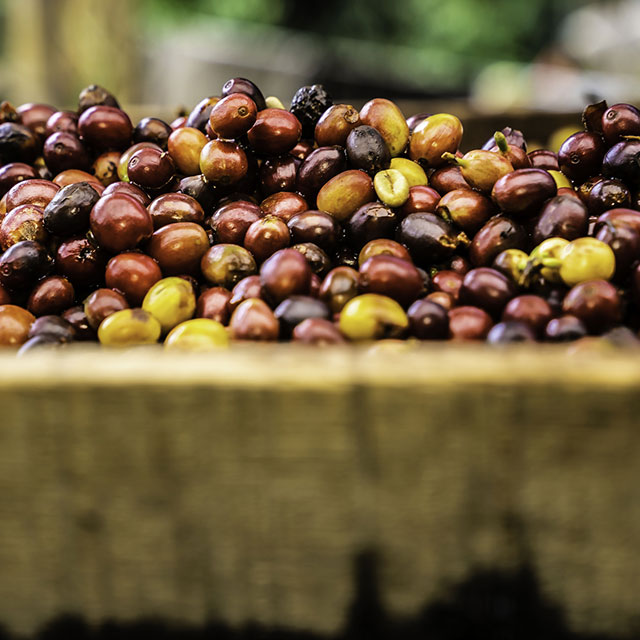 Close up shot of a raw coffee beans