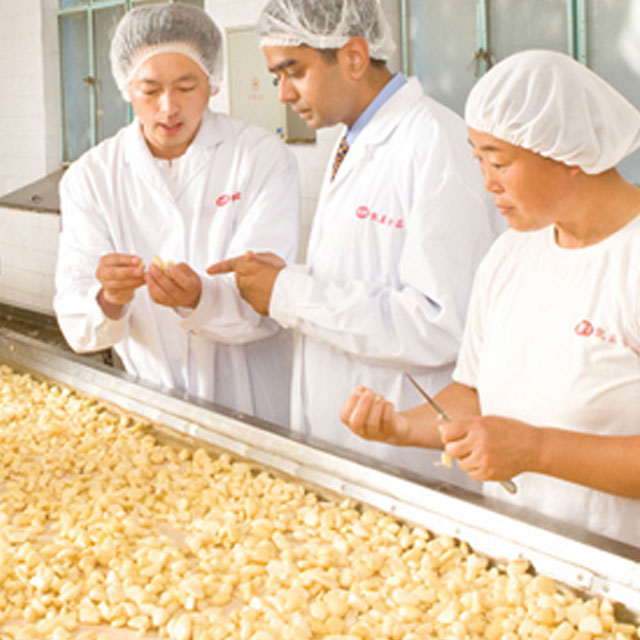 Three inspectors checking garlic cloves on a conveyer belt