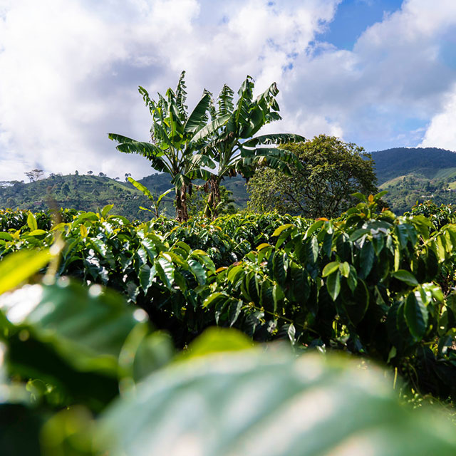 Scenic shot of Colombian forest